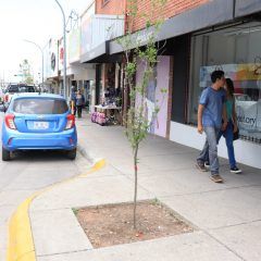 Avanza plantación de «sembremos vida en el centro de Cuauhtémoc»