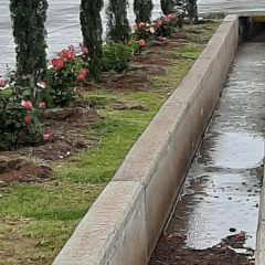 Realiza servicios públicos corte de maleza y  poda en vialidades de Ciudad Cuauhtémoc.