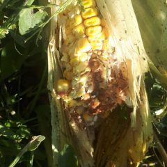 Ganado ocasiona daños en tierras de cultivo en Álvaro Obregón.