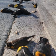 Parvada de aves muertas en Álvaro Obregón