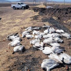 Mueren 50 gansos nevados en la zona de RubioInvestigan causas de la muerte masiva