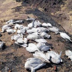 Muerte de gansos pudiera haberse derivado de una intoxicación
