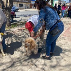 CMACC vacunó contra la rabia a 118 perritos
