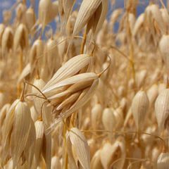 Inicia entrega de 1 mdp para compra de semilla de avena, en Cuauhtémoc
