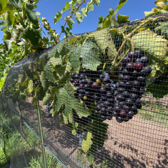 Interesa a productores la reconversión de cultivos a viñedo ante sequía–Inicio en 2020 como un programa piloto que se volvió una opción sumamente viable