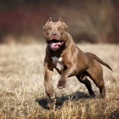 A la cárcel acusado por el delito de muerte de un perro pitbull en Parral