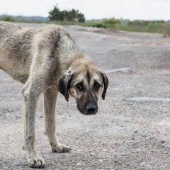 Crean comisión contra el maltrato animal, en Cuauhtémoc