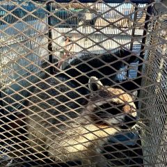 Mapaches rescatados en Cuauhtémoc tendrán mejor vida en Zoológico de Aldama