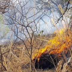 Piden alimentos y colchonetas para brigadistas que combaten incendios