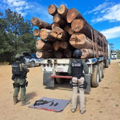Asegura Policía Forestal de la SSPE tractocamión con madera y un arma de fuego en Guadalupe y Calvo