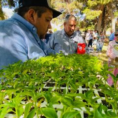 Entrega SDR 10 mil plántulas y 370 cajas con semillas de hortaliza