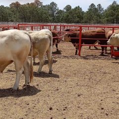 Entrega Desarrollo Rural en Guachochi apoyos por 240 mil pesos como parte del programa de mejoramiento genético