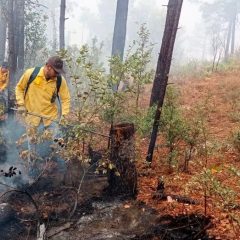 Atienden 66 brigadistas incendios forestales en el municipio de Madera