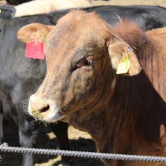 Respalda Estado a productores ganaderos con adquisición de Seguro Pecuario Multirriesgo