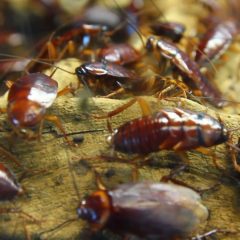 Alerta Coespris por presencia de fauna nociva ante altas temperaturas