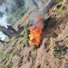 Destruyen elementos de la SSPE plantíos de droga en ruta Chihuahua-Namiquipa