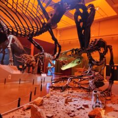 Invita Secretaría de Cultura a visitar el Museo del Desierto Chihuahuense