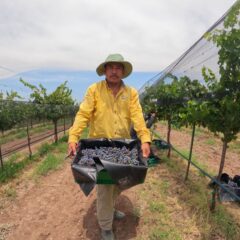 Produce viñedo de Gobierno del Estado uva syrah y cabernet sauvignon