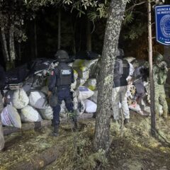 Asegura BOI gran cantidad de marihuana cerca del lugar del hallazgo de cuerpos inhumados clandestinamente en Casas Grandes