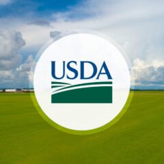 USDA anuncia la reapertura gradual de los puertos del sur para el comercio de ganado