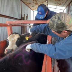 Refuerza Gobierno del Estado acciones sanitarias vs la tuberculosis bovina.