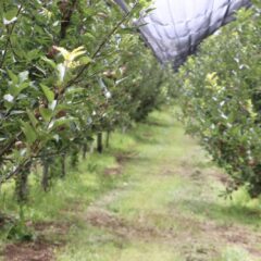 Es Chihuahua líder productor de manzana con el 85% del total nacional.