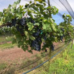 Produce anualmente viñedo de Gobierno del Estado 10 toneladas de uva.