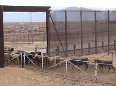 Gestiona Chihuahua reapertura de frontera con EE.UU. para exportación de ganado.