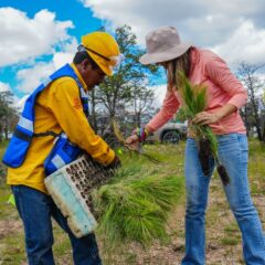 Plantan más de 4 mil árboles en el Parque Nacional Cumbres de Majalca durante jornada de reforestación masiva