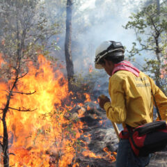 Atienden 50 combatientes seis incendios forestales en Chihuahua.