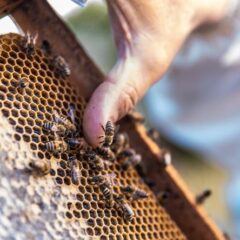 Lanzan convocatoria para acceder a apoyo de azúcar para alimentación de abejas en Chihuahua.
