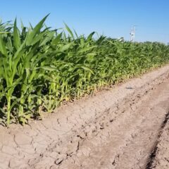 Agricultores de riego ya pueden tramitar el apoyo de fertilizante para sus siembras.