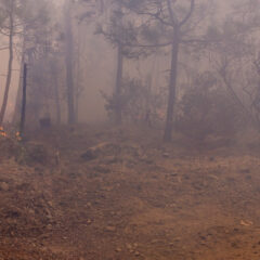 Llama SDR a evitar quemas agrícolas sin autorización para prevenir incendios forestales.