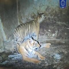 Aseguran dos tigres tras arresto de hombre con semilla de mariguana y balas en Nonoava