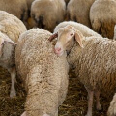 Lanza Desarrollo Rural convocatoria para la adquisición de borregos.