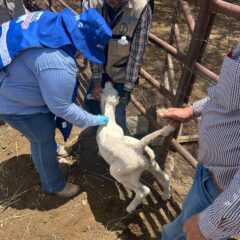 Realiza SDR intervención de saneamiento en predio donde se detectó caso de Gusano Barrenador del Ganado.