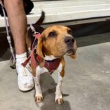 Esterilizan a 407 mascotas en campaña a bajo costo, en Cuauhtémoc