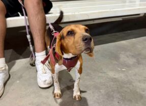 Esterilizan a 407 mascotas en campaña a bajo costo, en Cuauhtémoc